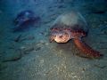 Caretta caretta